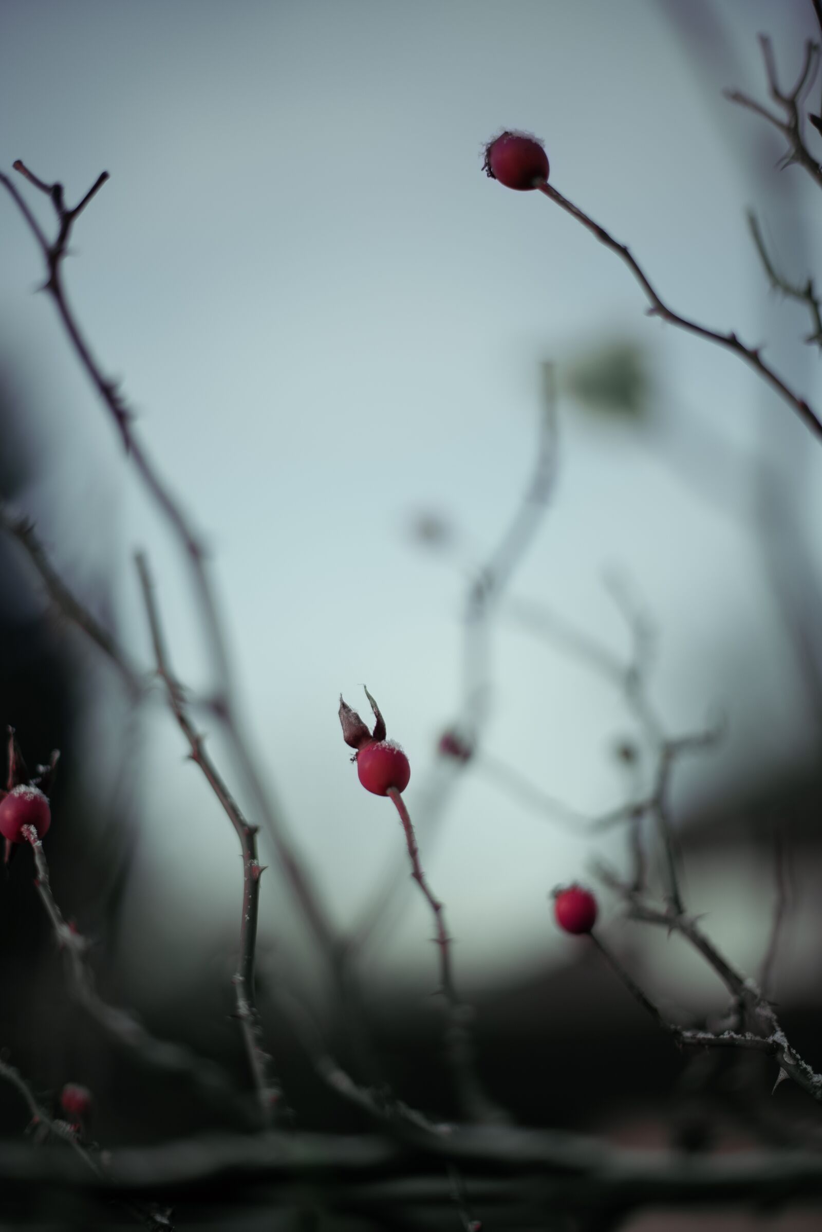 Nikon D750 sample photo. Bud, creepy, mood photography