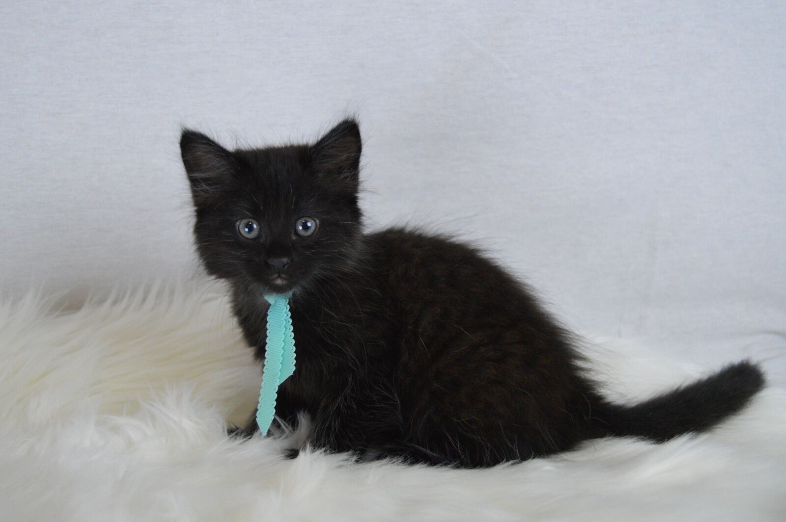 Nikon D3200 sample photo. Black, cat, blue photography