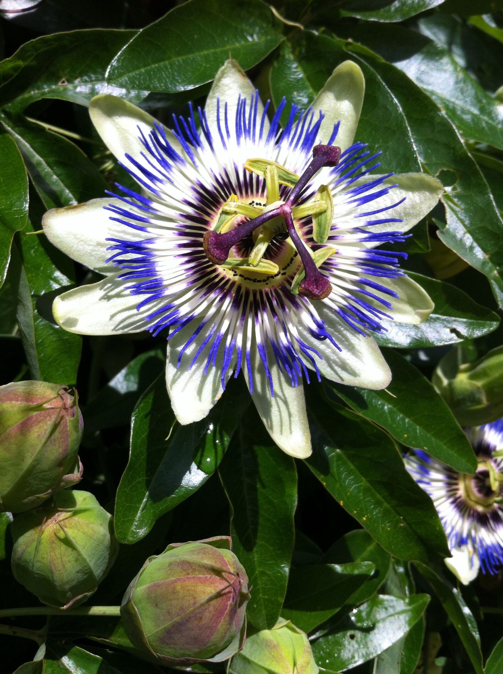Apple iPhone 4 sample photo. Passion flower, nature, garden photography