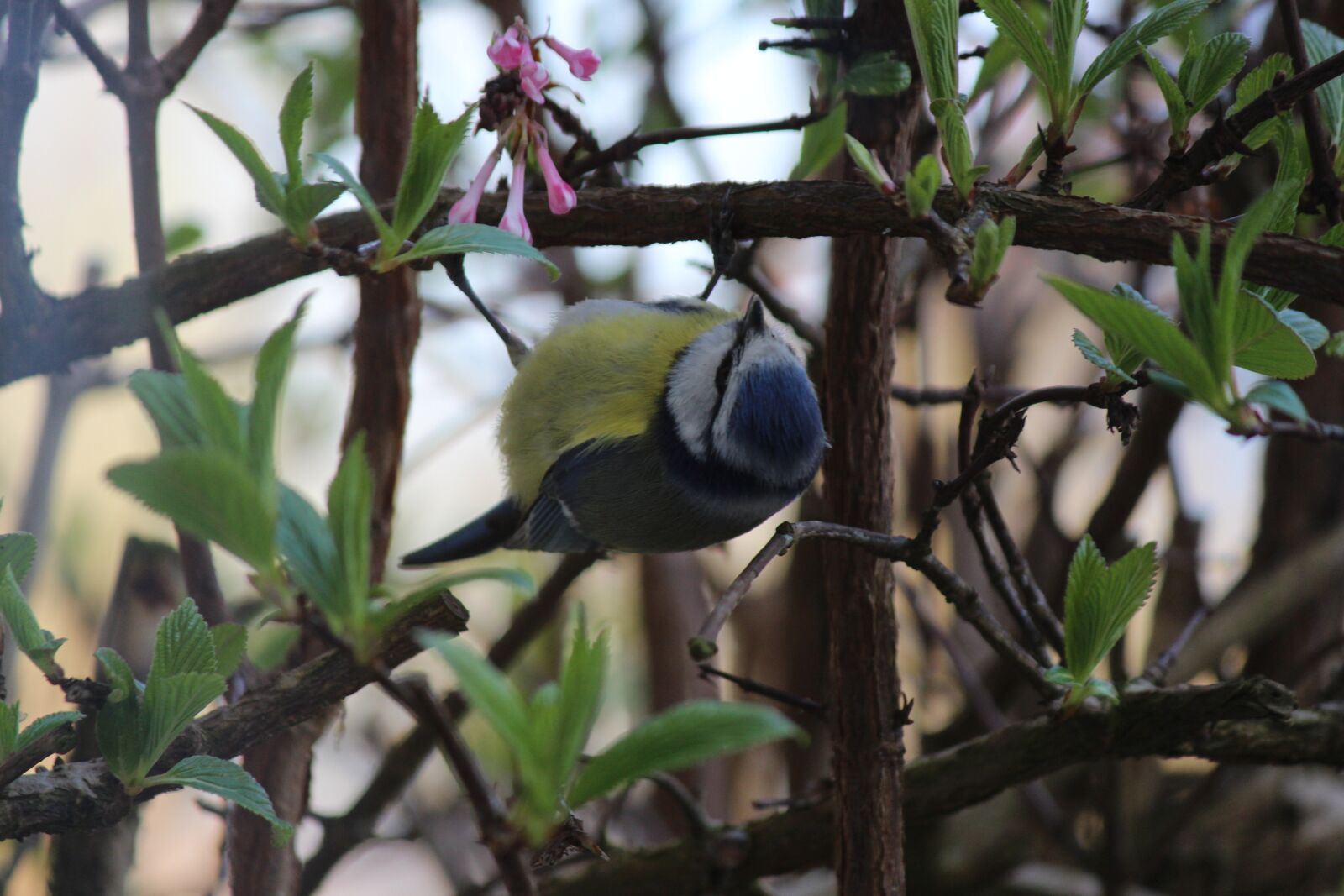 Canon EOS 700D (EOS Rebel T5i / EOS Kiss X7i) sample photo. Blue tit, bird, garden photography