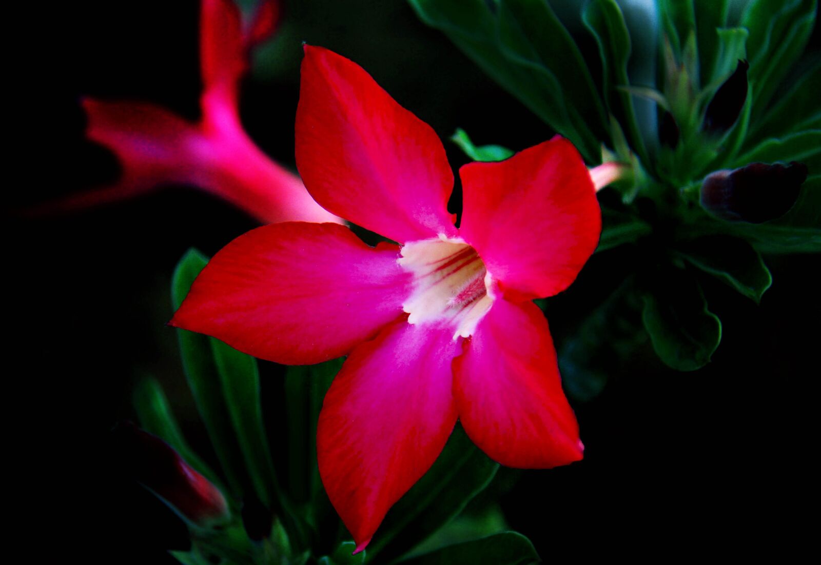 Canon EOS 7D sample photo. Flower, nature, flora photography