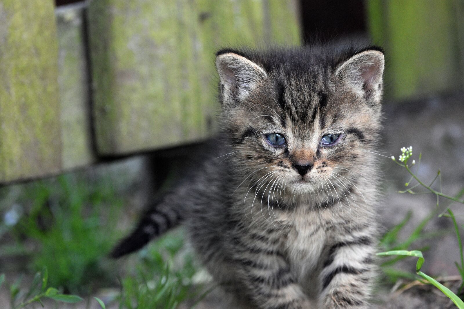 Nikon D3400 sample photo. Kitten, cat, animal photography