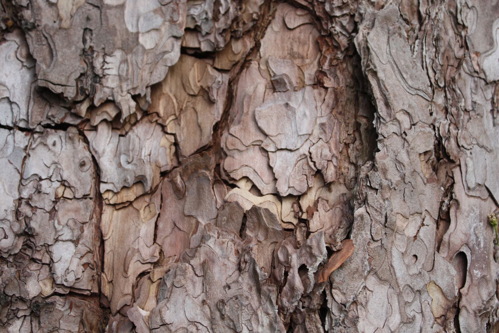 Canon EOS 450D (EOS Rebel XSi / EOS Kiss X2) sample photo. Wood, tree, nature photography
