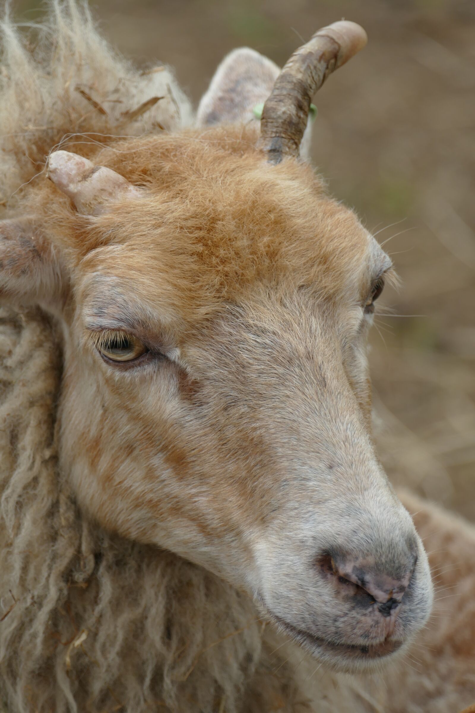 Panasonic Lumix DMC-FZ1000 sample photo. Sheep, fauna, mammal photography