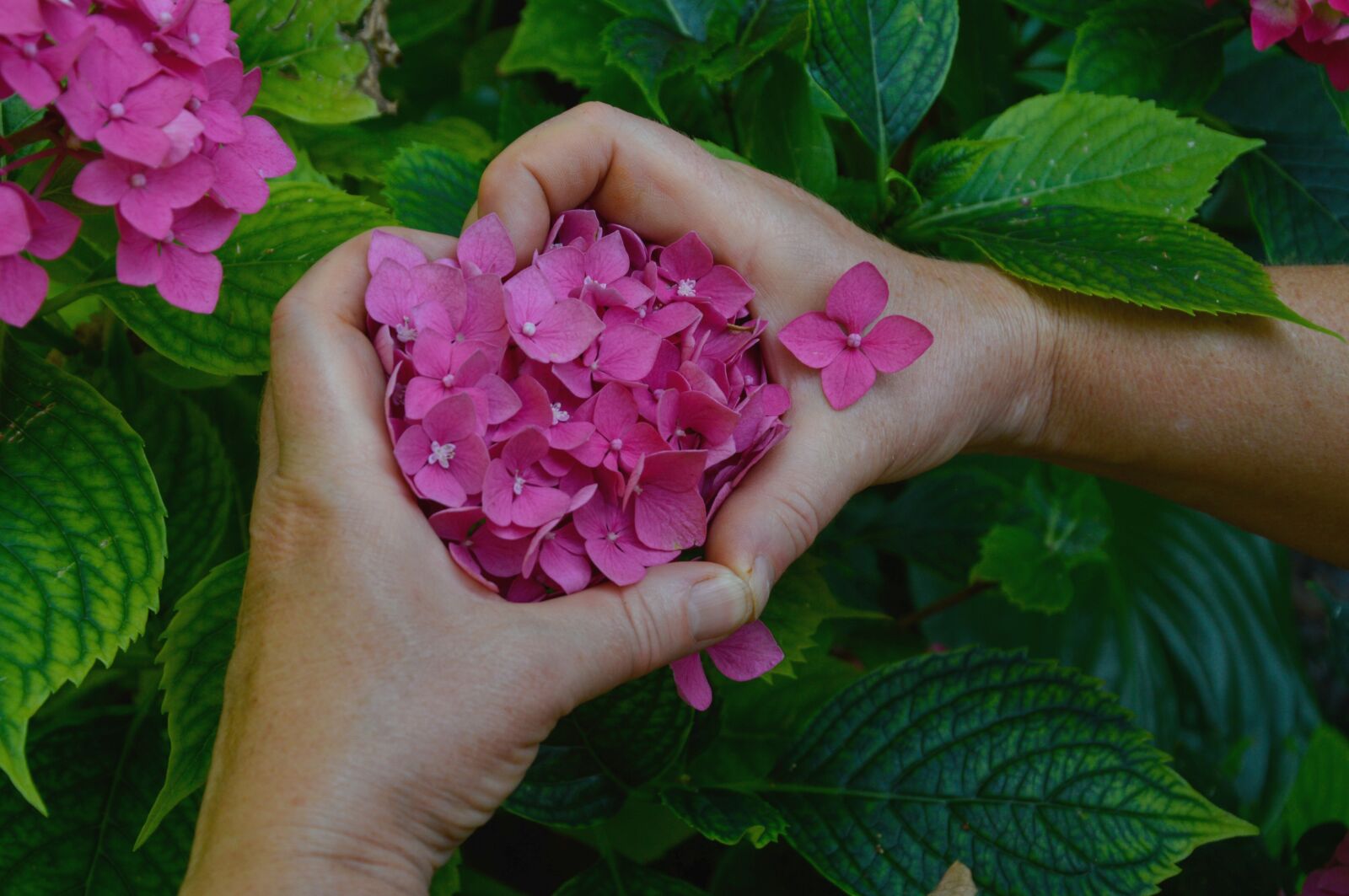 Nikon D3200 sample photo. Hydrangea, flower, heart photography