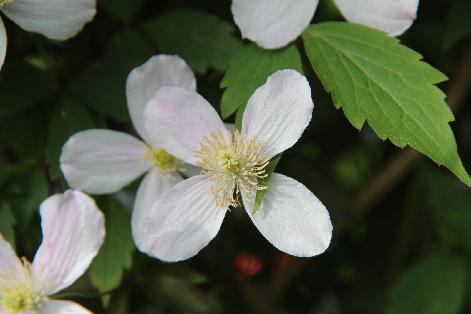 Canon EOS 600D (Rebel EOS T3i / EOS Kiss X5) sample photo. Clematis montana, clematis, clematis photography