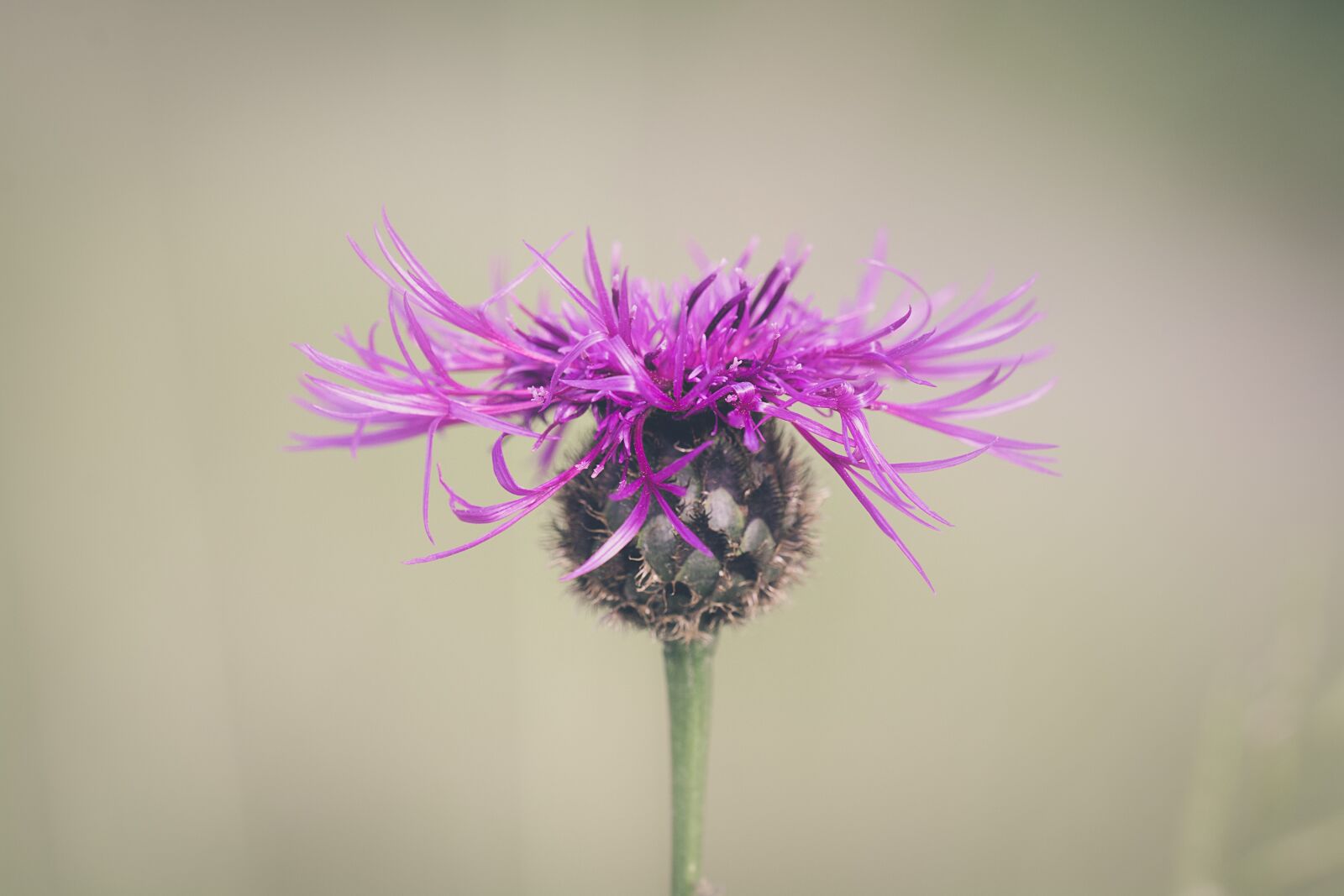 Nikon D7100 sample photo. Flower, blossom, bloom photography
