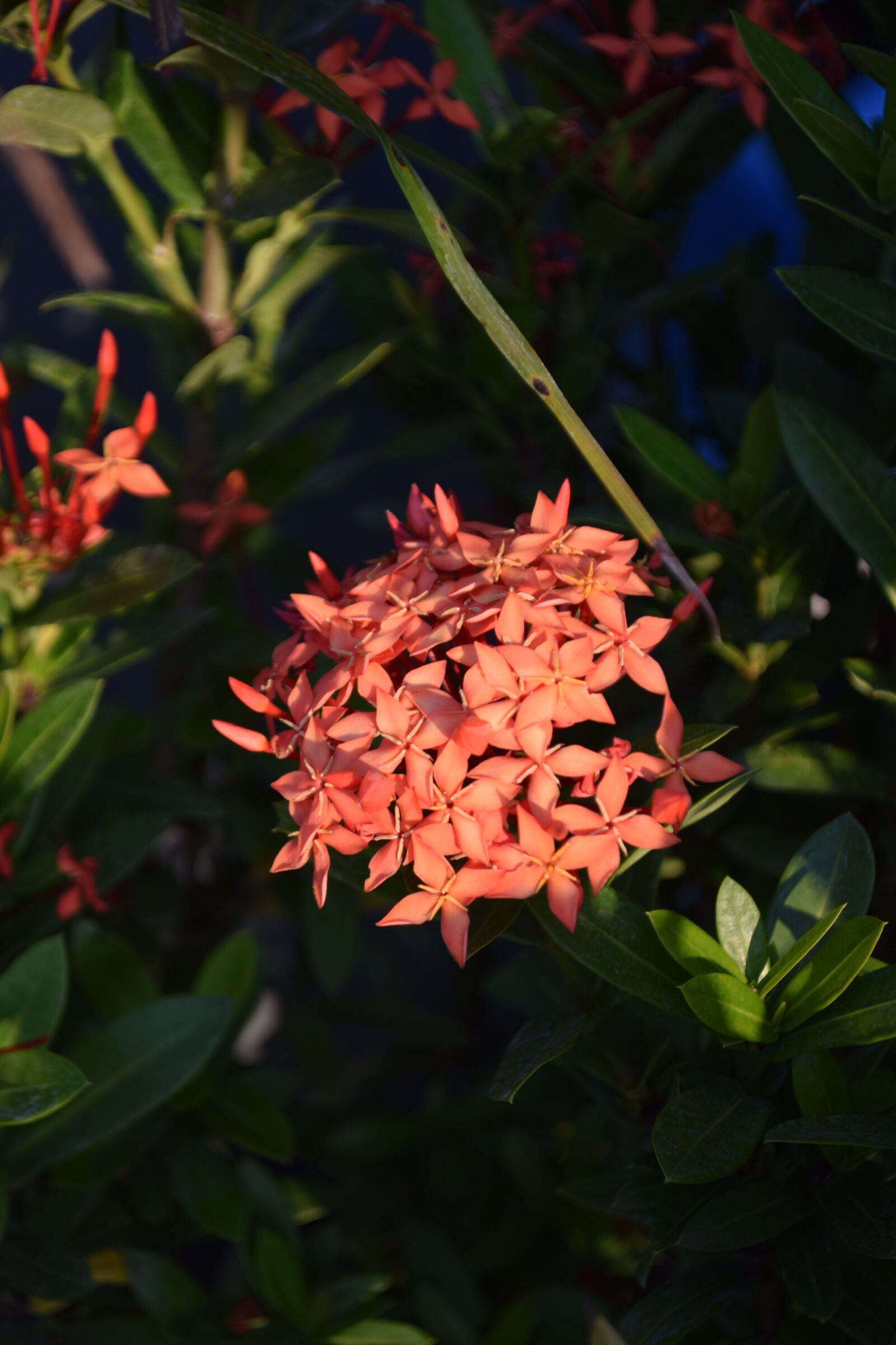 Nikon D3300 sample photo
