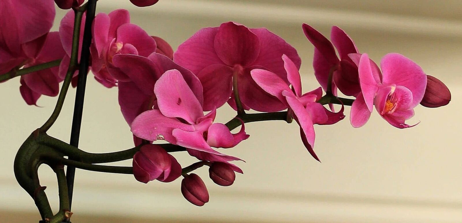 Canon EOS 550D (EOS Rebel T2i / EOS Kiss X4) sample photo. Nature, flower, beautiful, petal photography