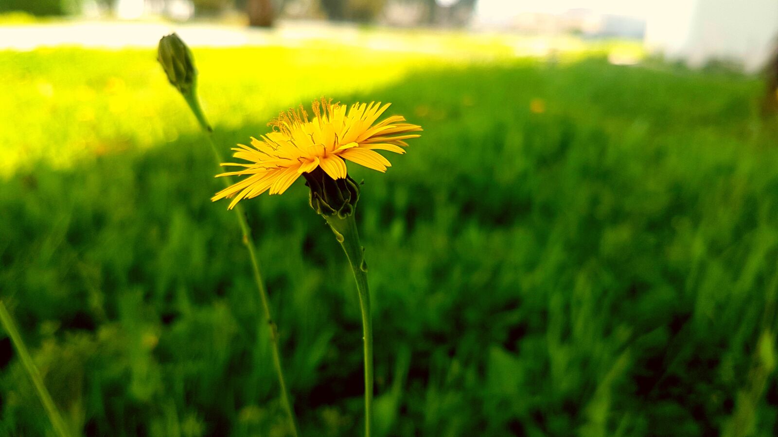 Samsung Galaxy S7 sample photo. Flower, yellow, sunflower photography