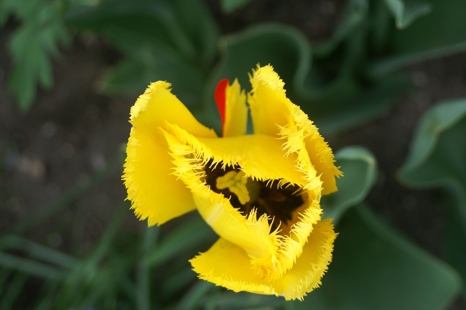 KONICA MINOLTA DYNAX 5D sample photo. Tulip, yellow, flowers photography