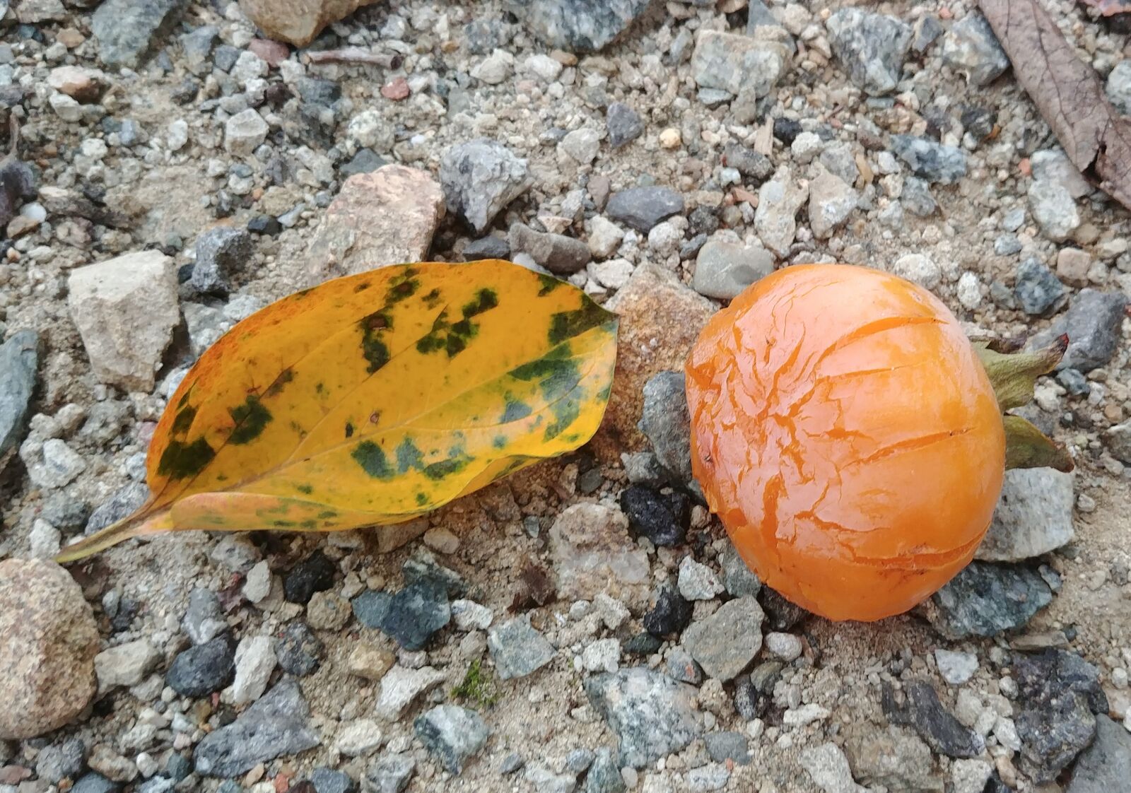 LG G6 sample photo. Persimmon, persimmon leaf, fallen photography