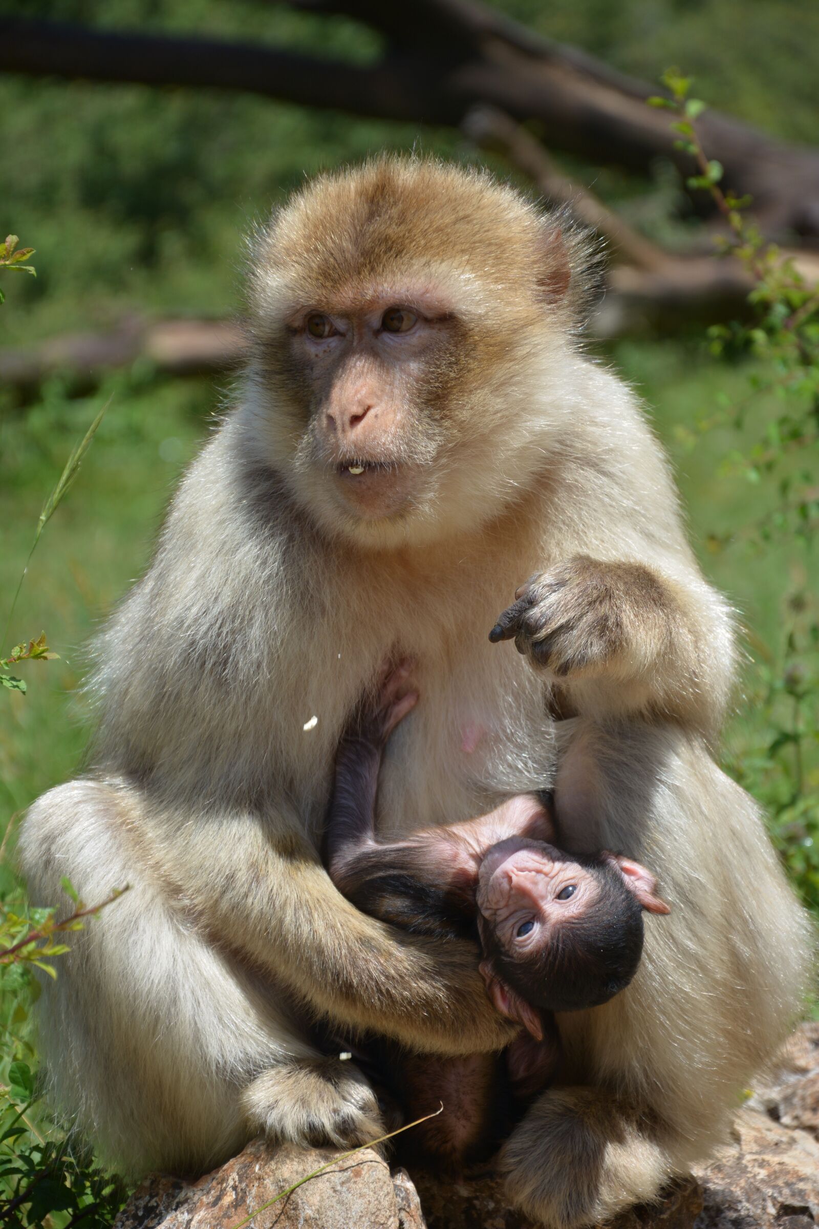 Nikon D7100 sample photo. Monkey, mother and son photography
