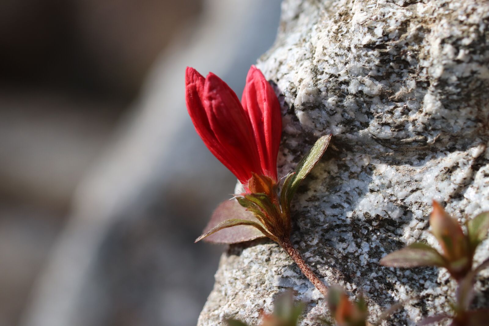 Canon EOS 800D (EOS Rebel T7i / EOS Kiss X9i) sample photo. Flowers, bud, nature photography