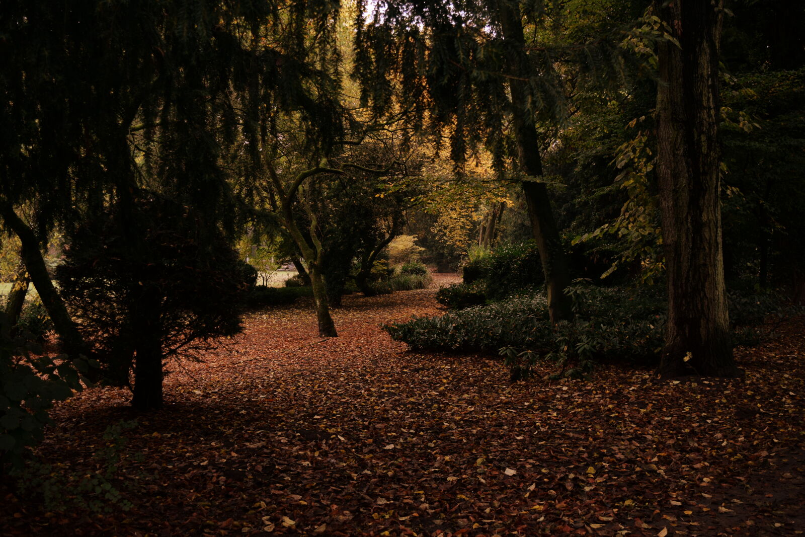 Nikon D3300 sample photo. Autumn, leaf, city, park photography