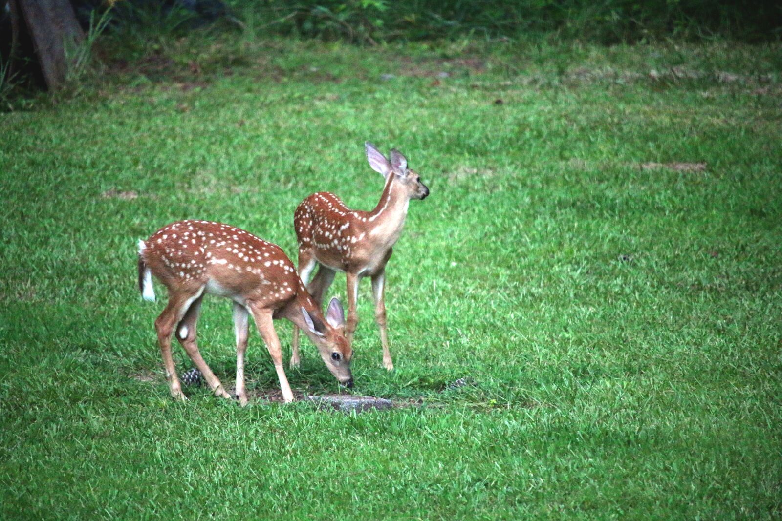 Canon EOS 70D + Canon EF-S 55-250mm F4-5.6 IS STM sample photo. Deer, fawn, doe photography