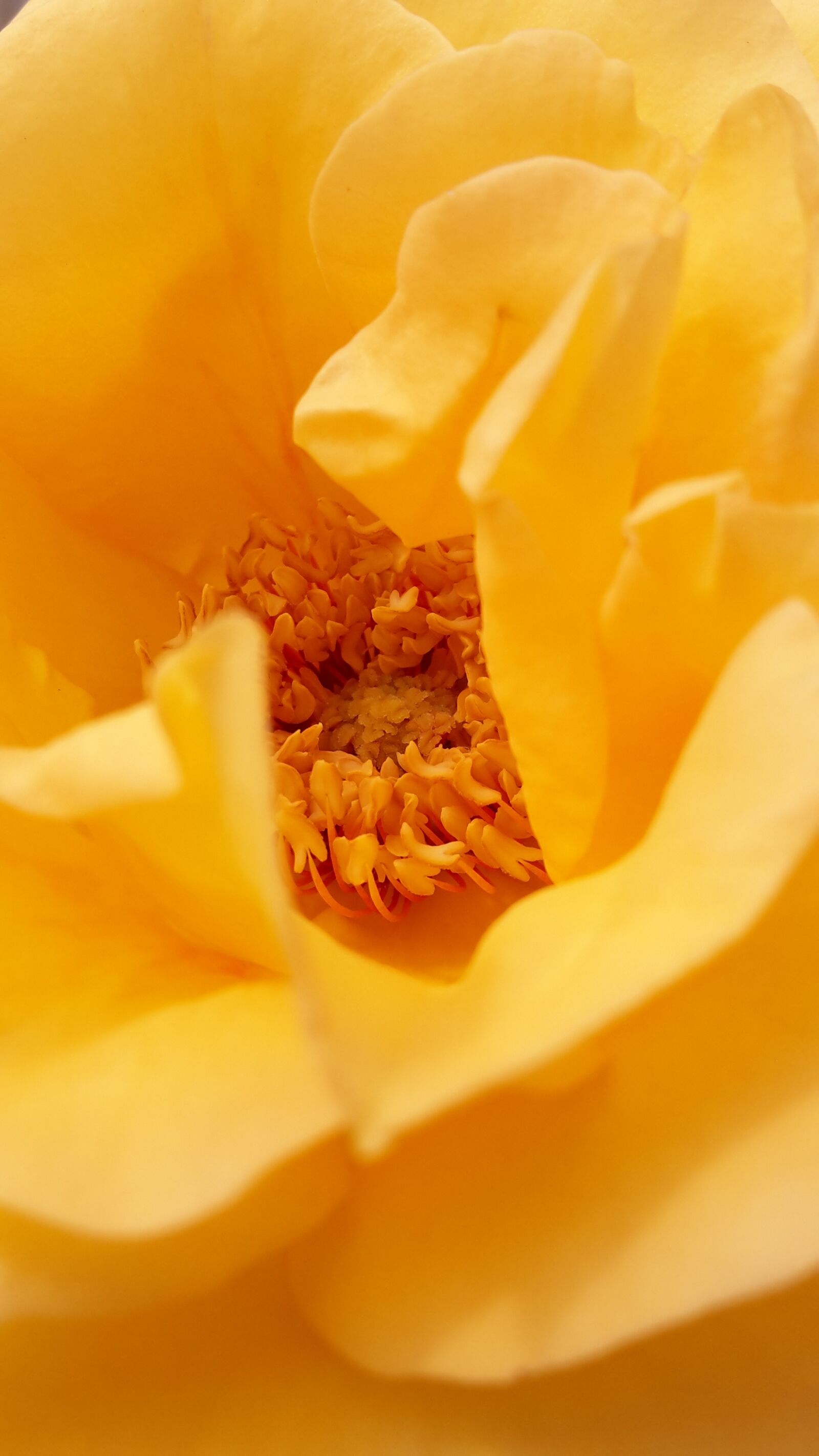 Samsung Galaxy S5 Mini sample photo. Nature, rose, yellow photography
