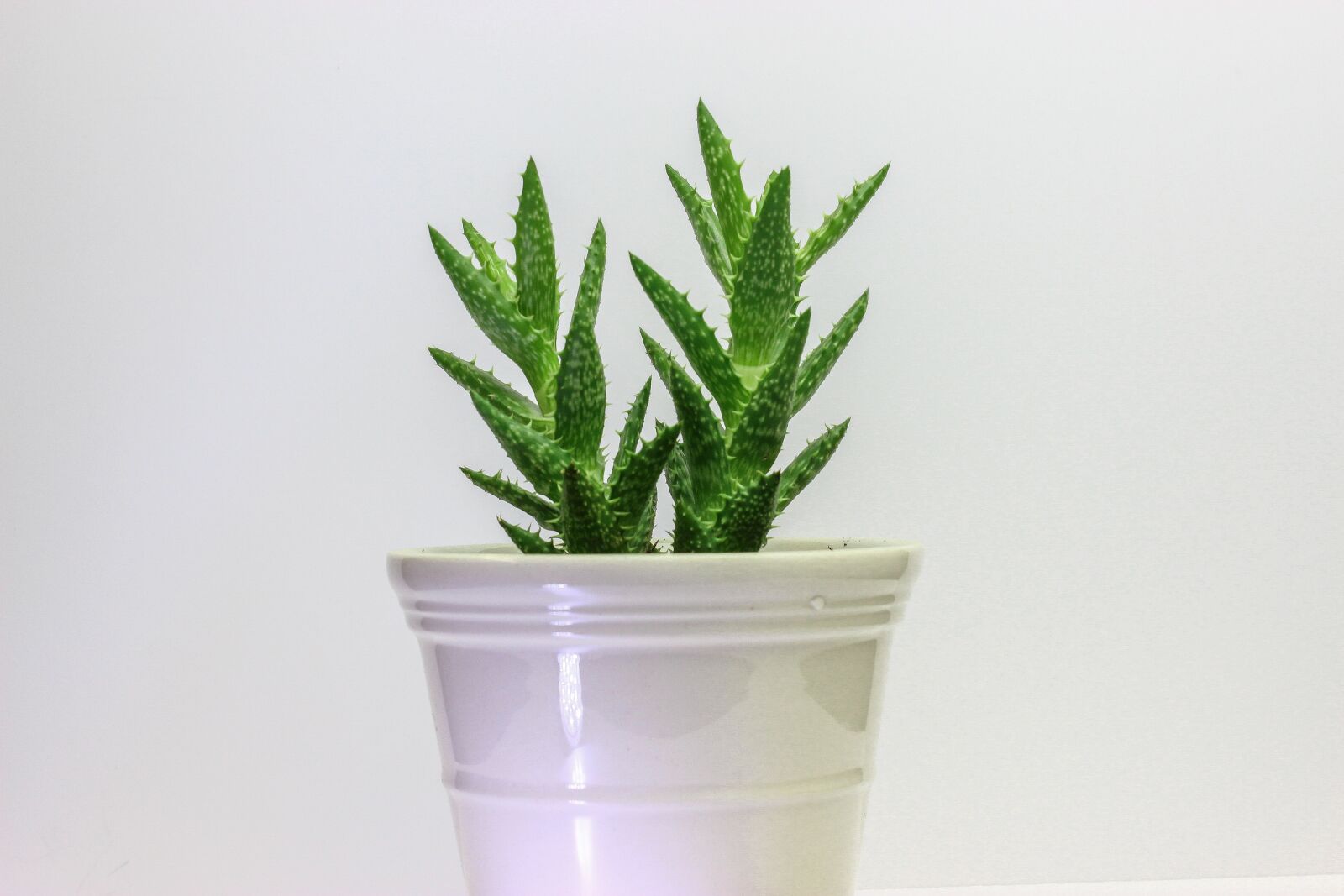 Canon EOS 600D (Rebel EOS T3i / EOS Kiss X5) sample photo. Plant, cactus, green photography