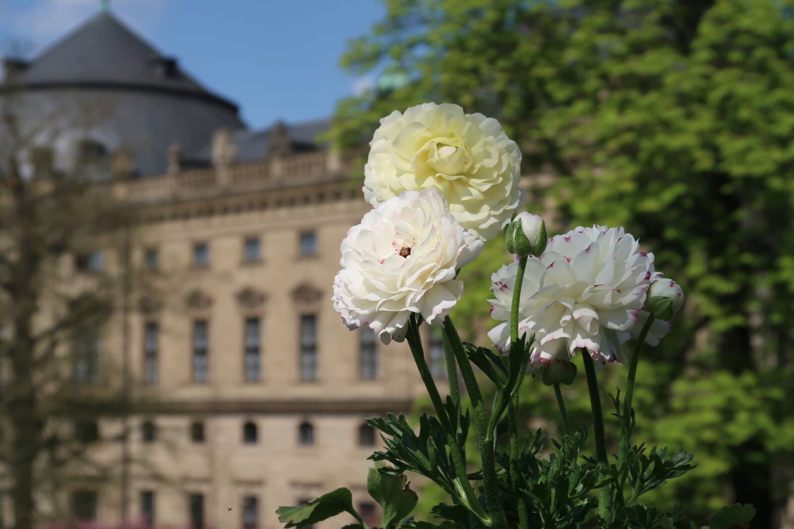 Canon PowerShot G7 X Mark II sample photo. Flower, nature, summer photography