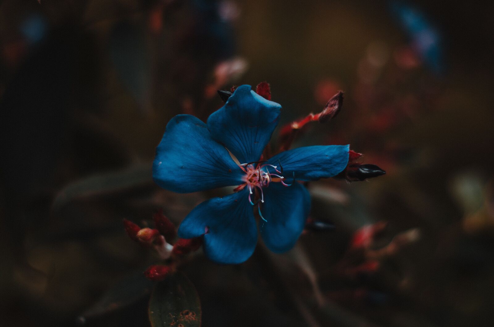Nikon D5100 sample photo. Blue, flower, spring photography