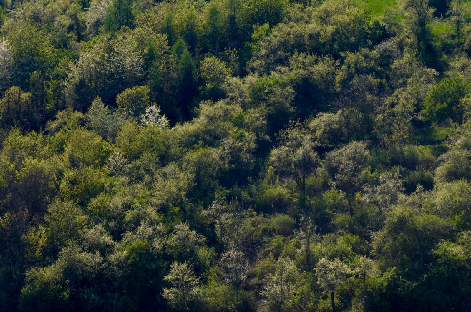Nikon D5100 sample photo. Trees, deciduous forest, forest photography
