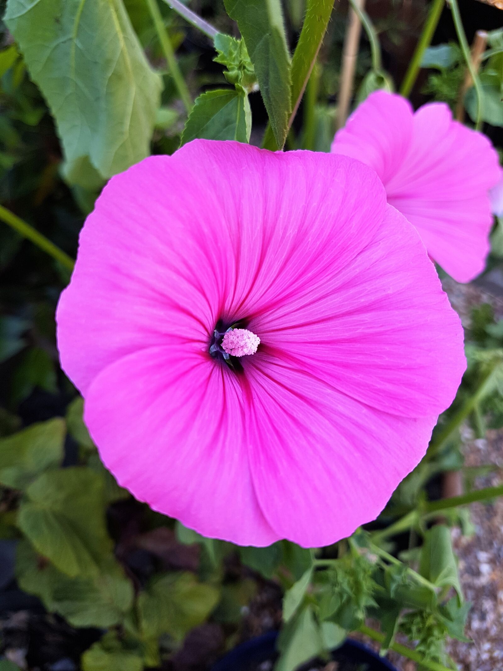 Samsung Galaxy S7 Edge sample photo. Pink, flower, mallow photography