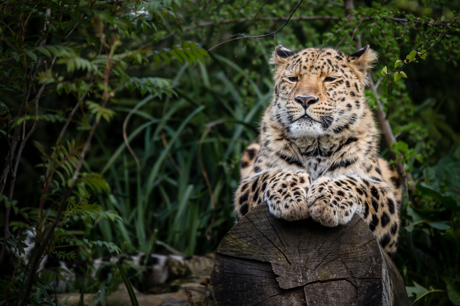 Canon EOS 5D Mark III sample photo. Leopard, amur, cat photography