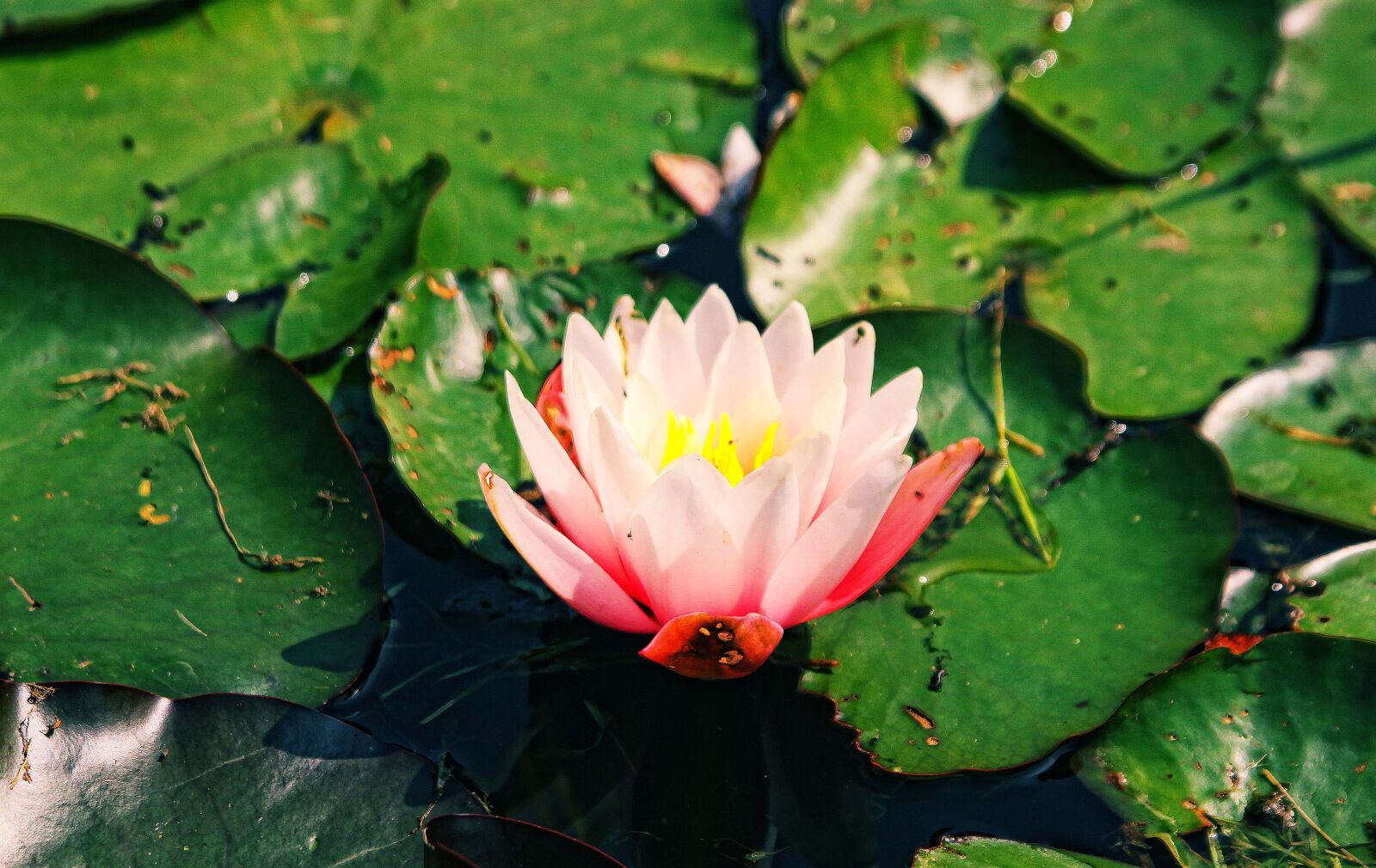 Canon EOS 50D sample photo. Lily, water lily, water photography