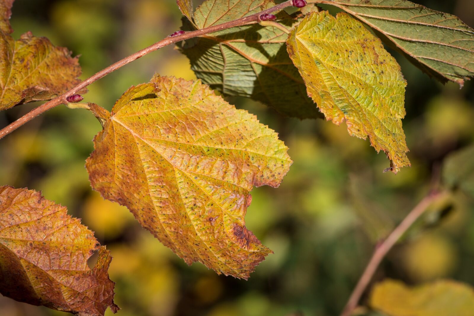 Nikon D7100 sample photo. Hazel leaves, hazel branch photography