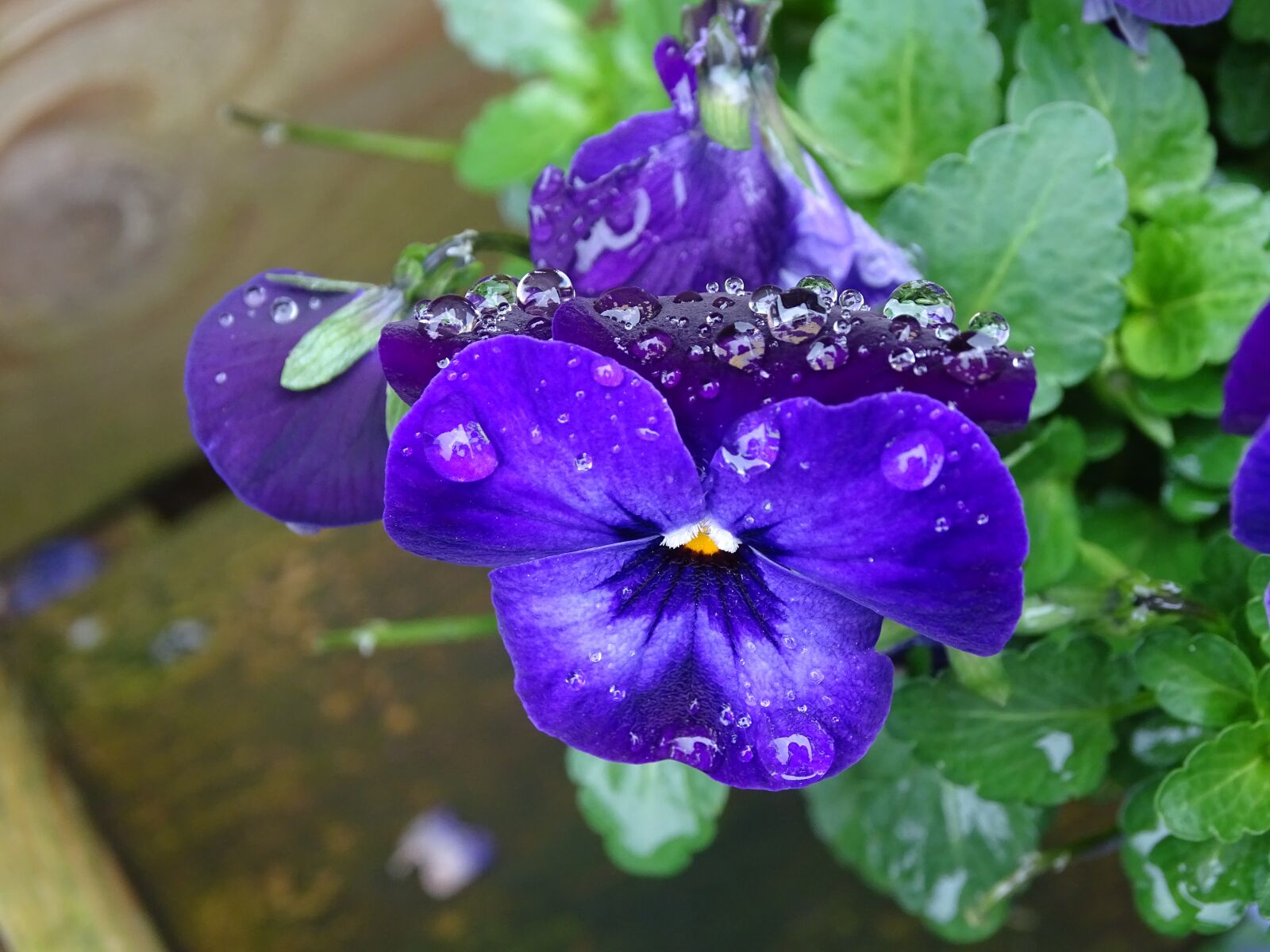 Sony Cyber-shot DSC-HX400V sample photo. Nature, flower, flora photography