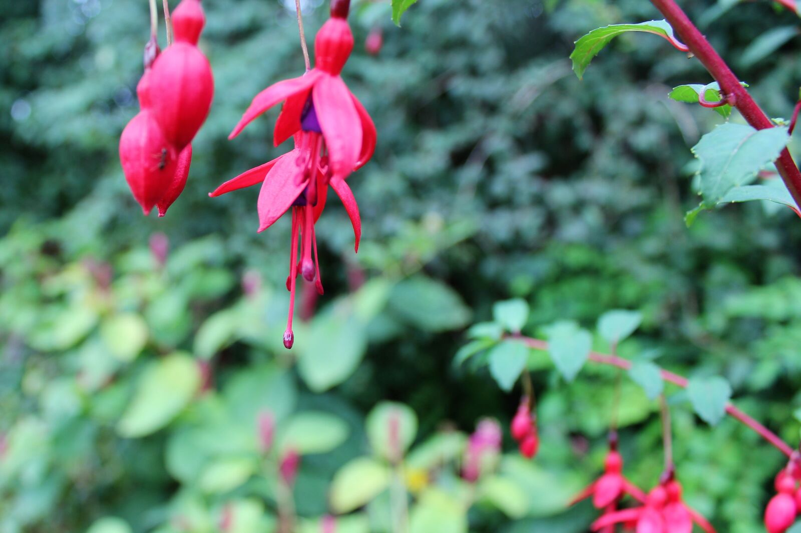 Canon EOS 600D (Rebel EOS T3i / EOS Kiss X5) sample photo. Fuchsia, autumn, flower photography