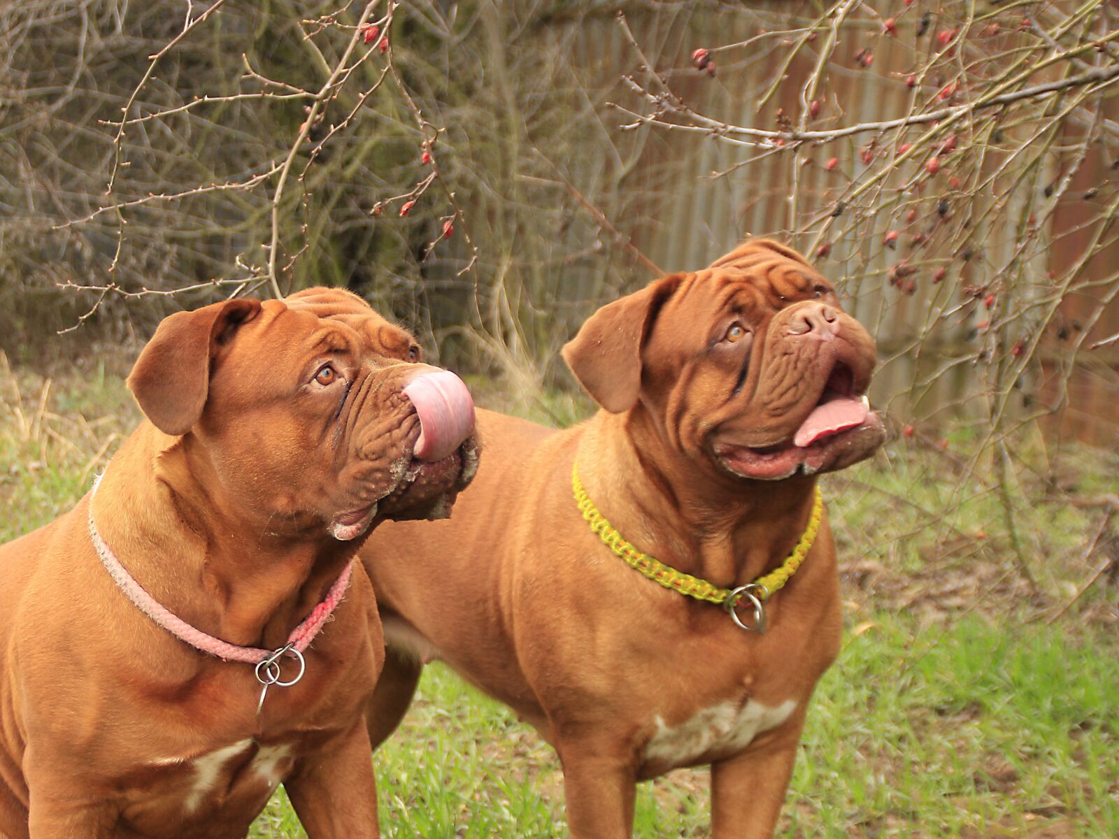 Canon EOS 600D (Rebel EOS T3i / EOS Kiss X5) sample photo. Bordeaux, mastiff, dog photography