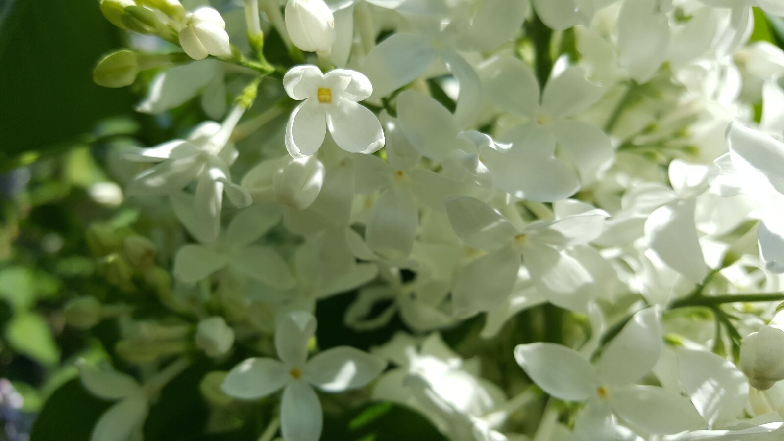 Samsung Galaxy S6 sample photo. Lilac, weis, nature photography