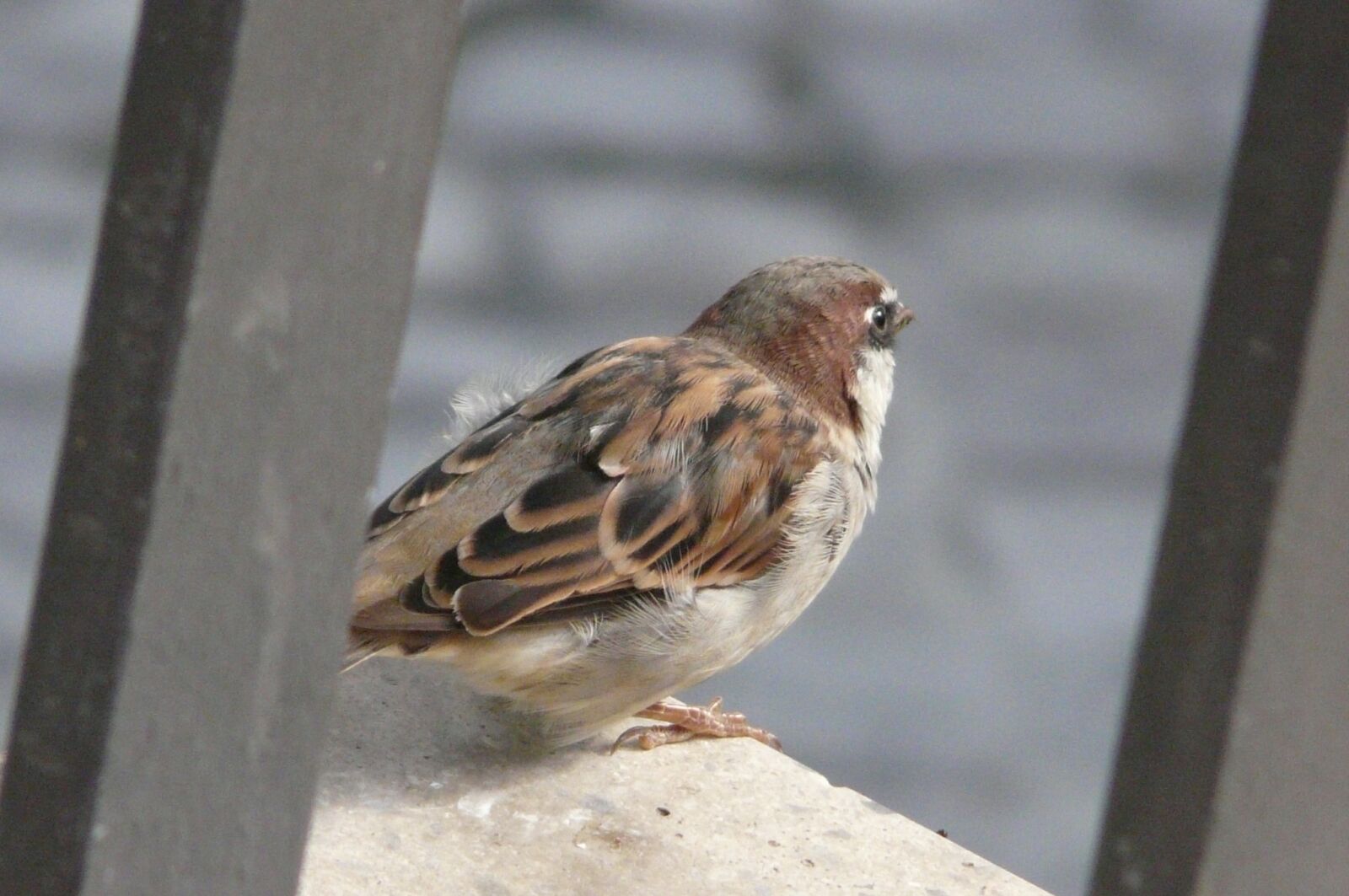 Panasonic DMC-FZ18 sample photo. Sparrow, bird, sperling photography