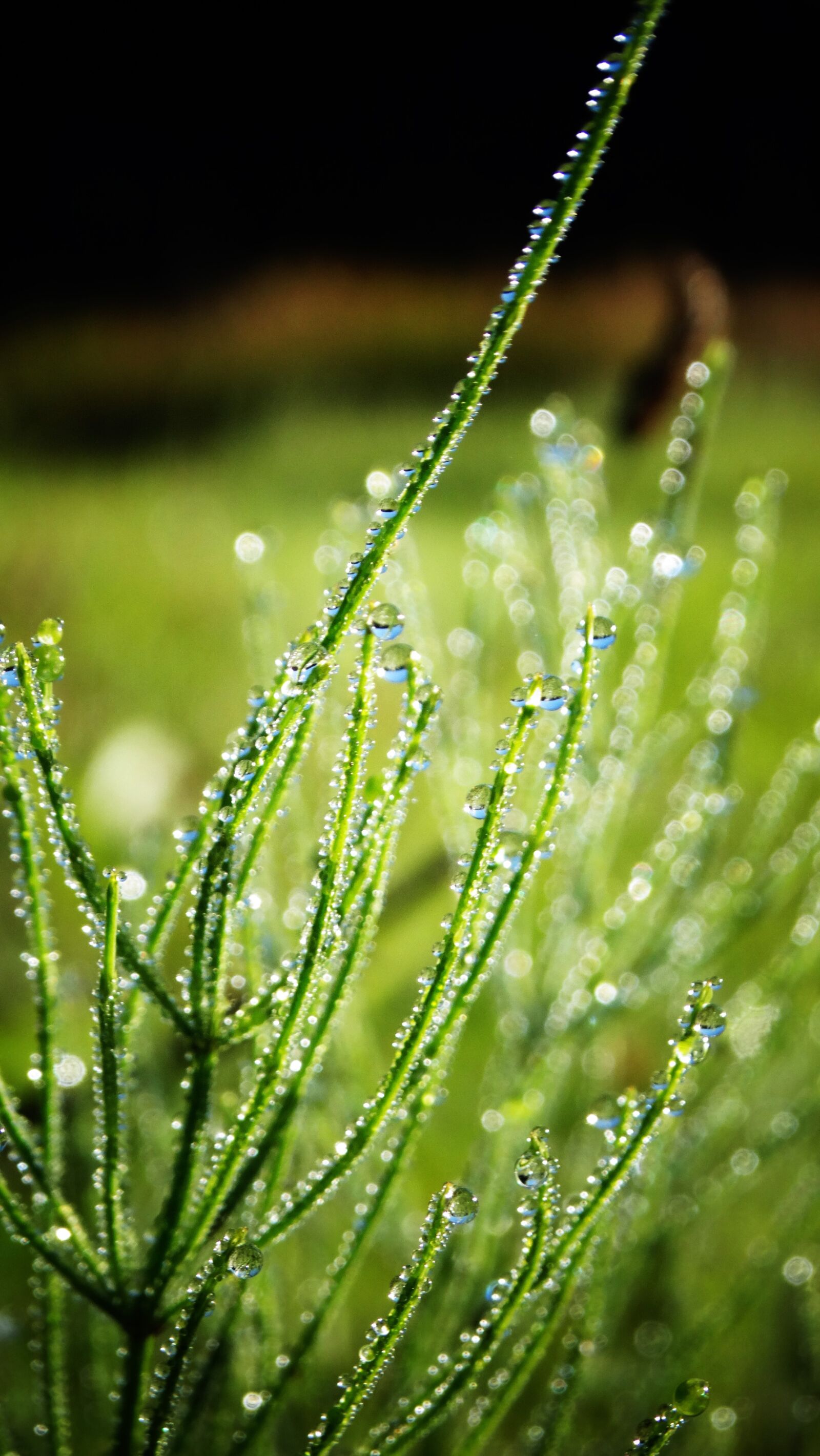 Sony Cyber-shot DSC-HX300 sample photo. Dewdrops, dew, drops of photography