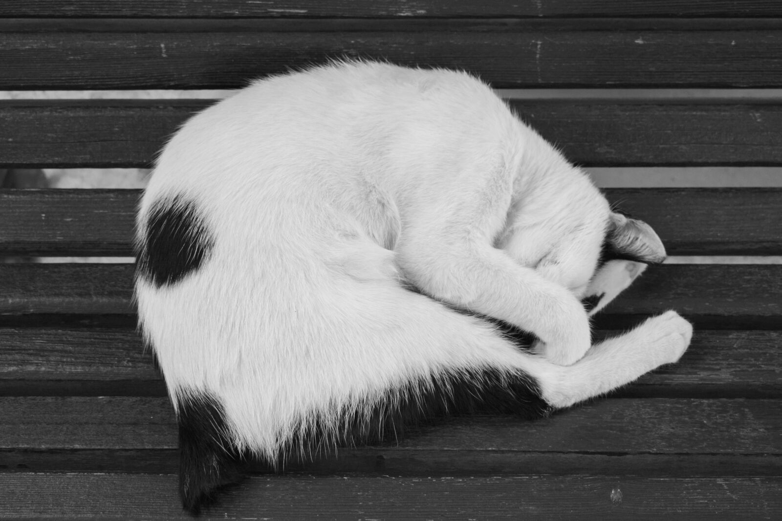 Nikon D5300 sample photo. Cat, sleep, animal photography