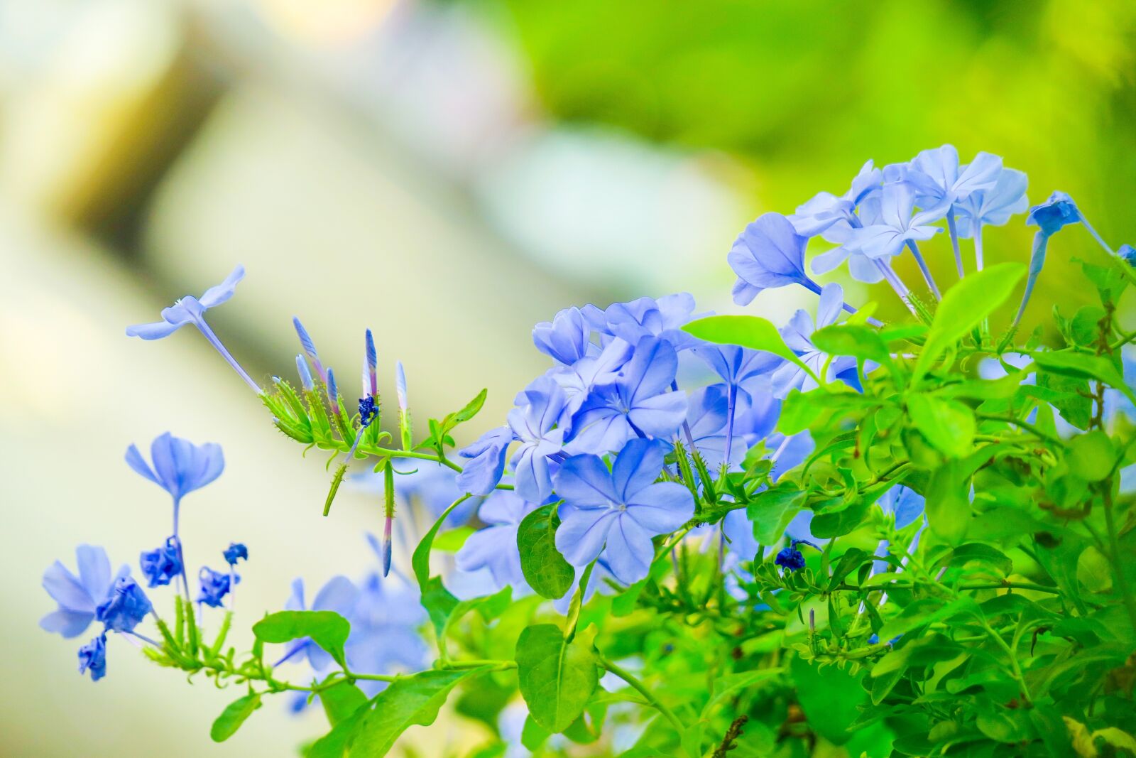 Canon PowerShot G3 X sample photo. Blue flower dan, flower photography