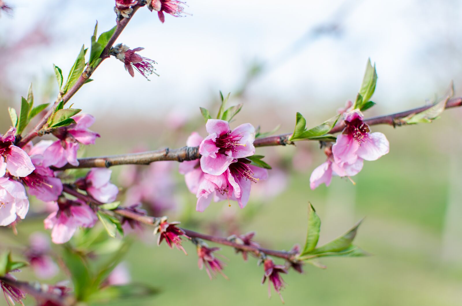 Nikon D7000 sample photo. Spring, peach tree, pink photography