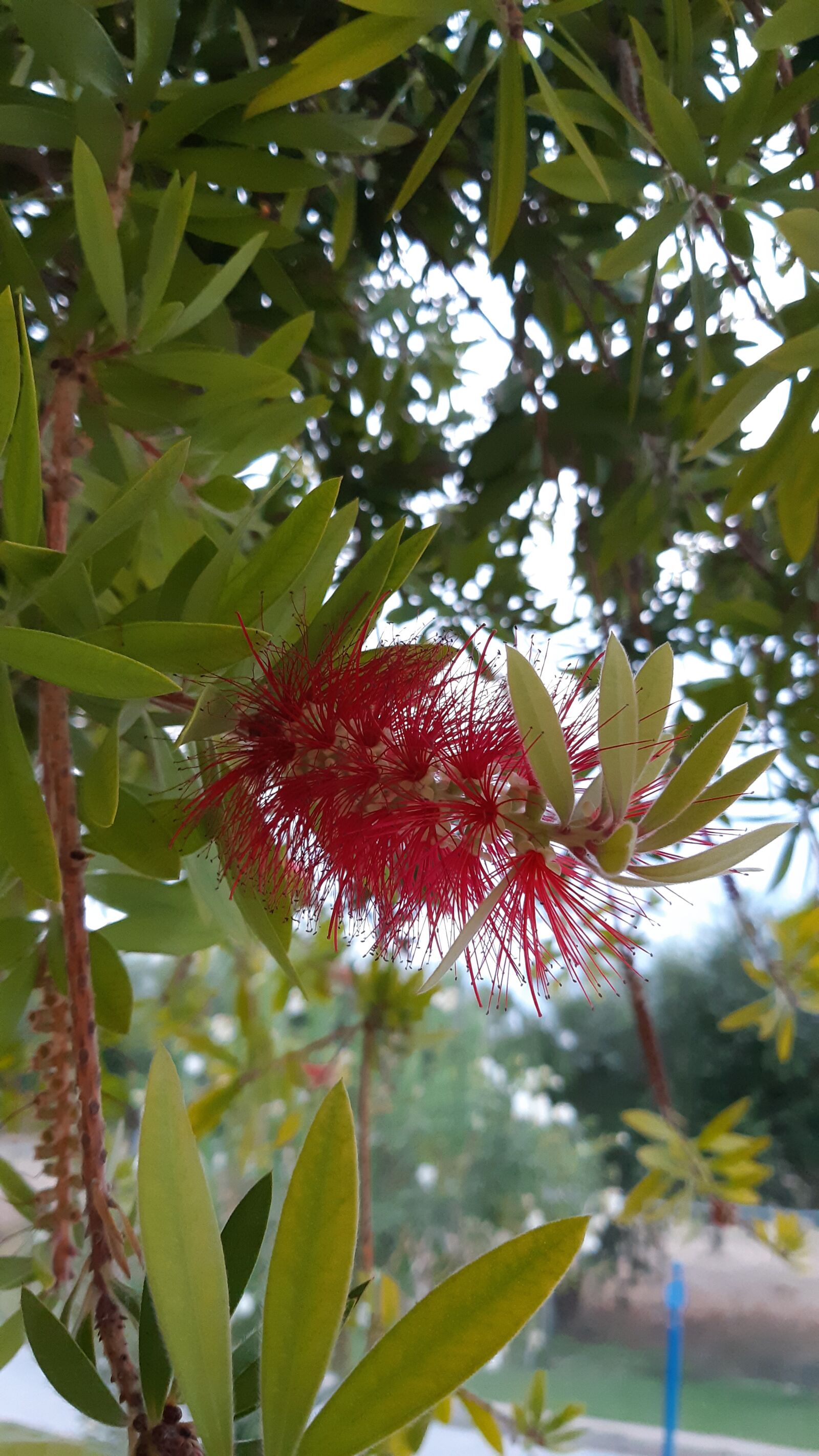Samsung Galaxy A8(2018) sample photo. Red, blossom, bloom photography