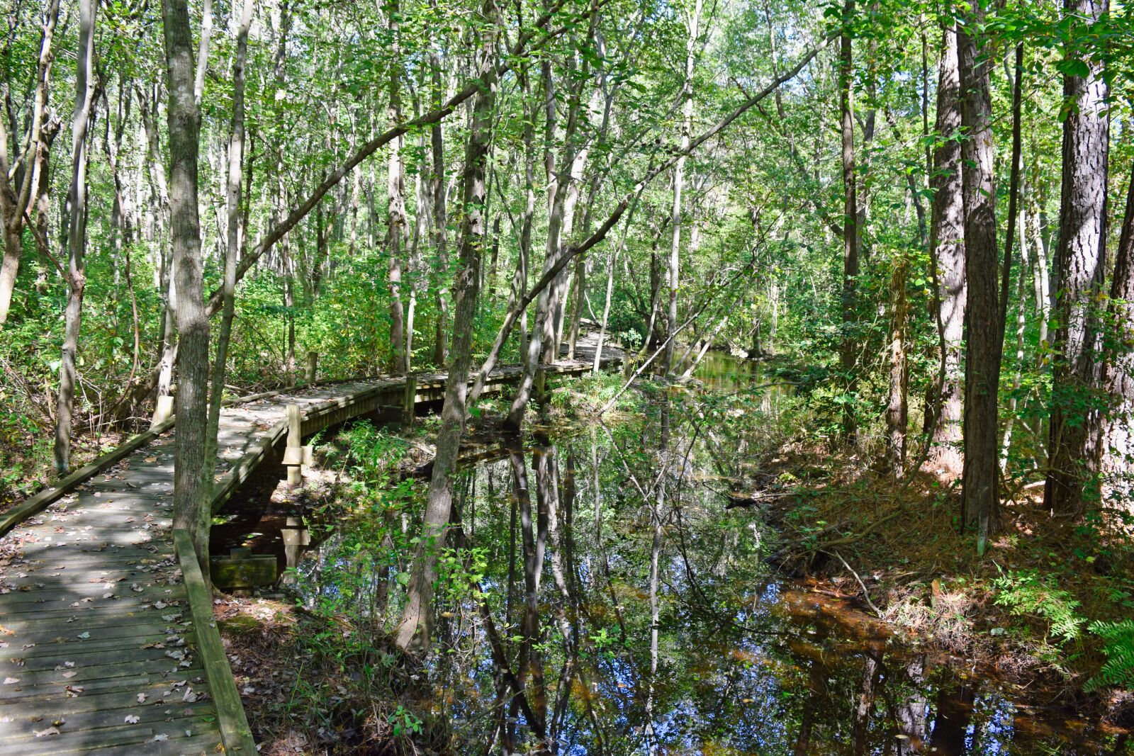 Nikon D3300 sample photo. Stream, woods, forest photography