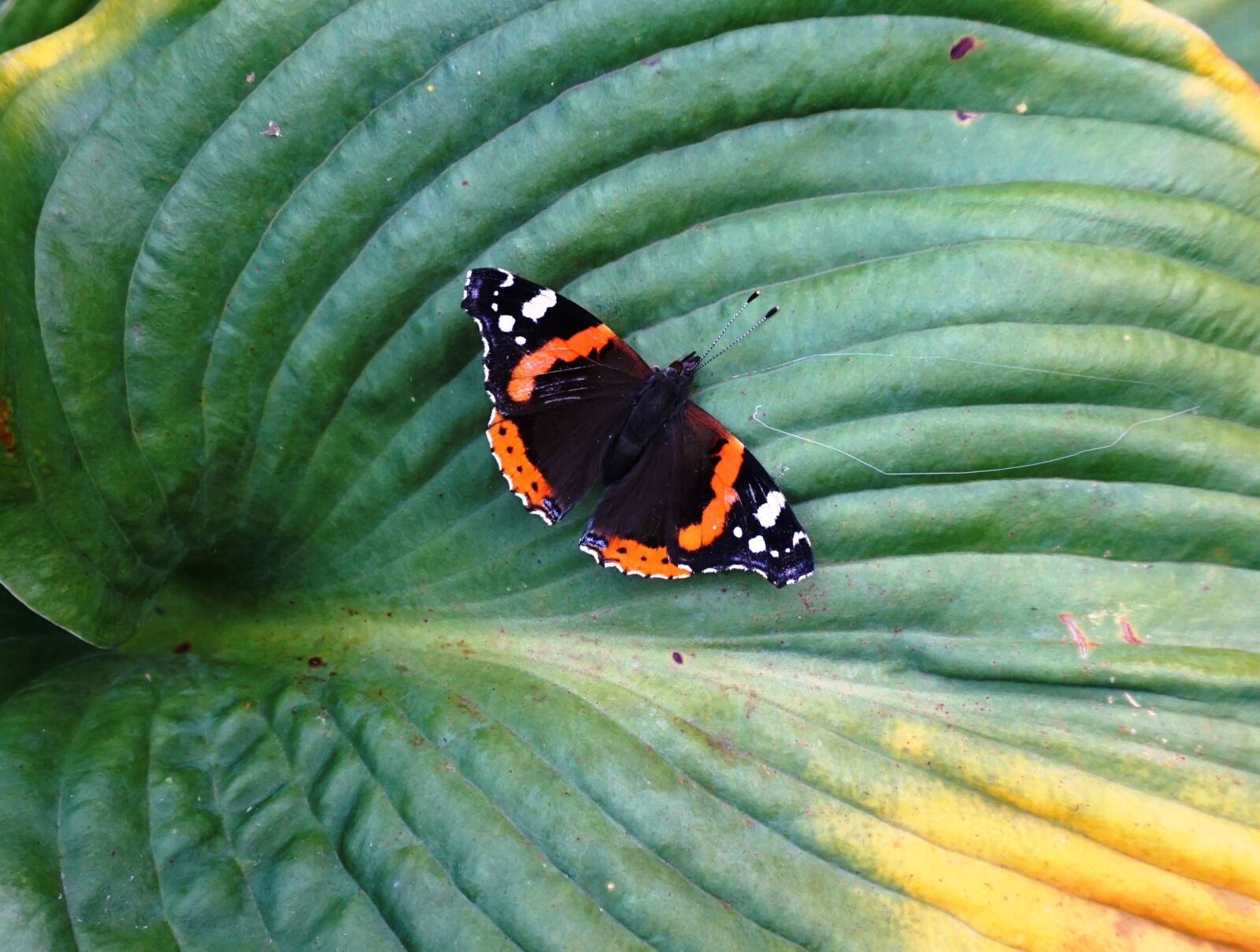 Sony a6000 sample photo. Insect, butterfly, colorful photography