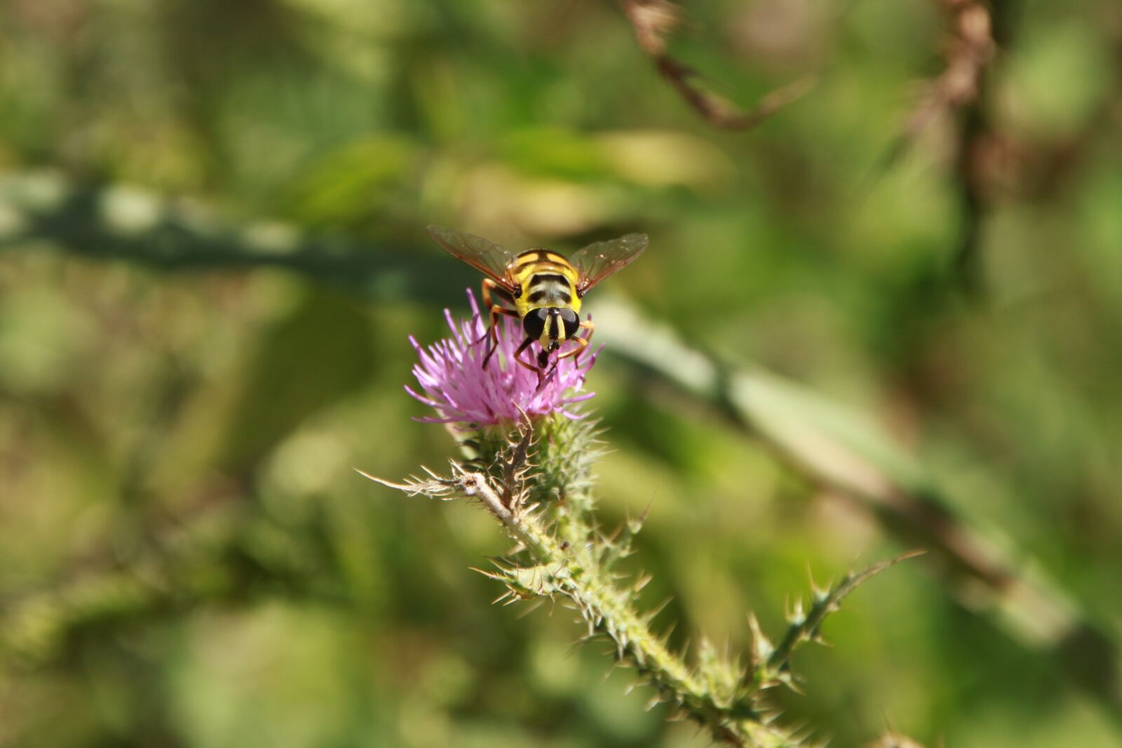 Canon EOS 500D (EOS Rebel T1i / EOS Kiss X3) sample photo. Bee, black, flowers photography