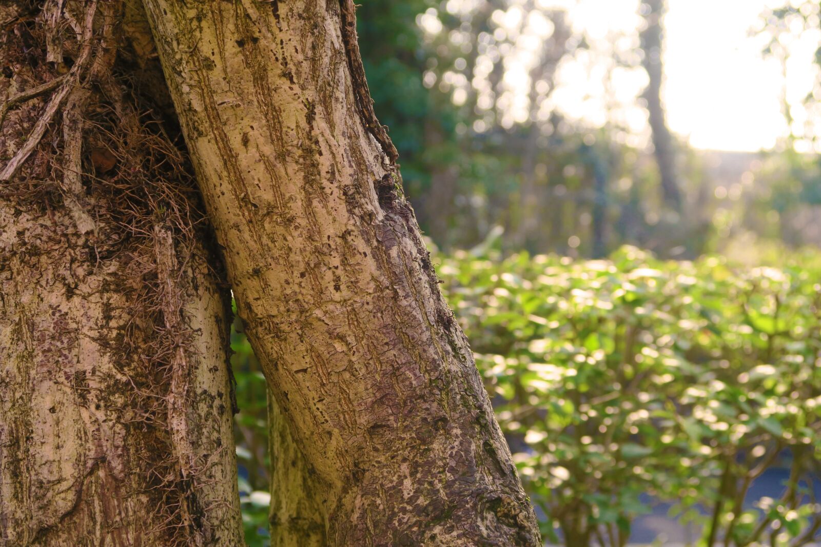 Canon PowerShot G7 X sample photo. Sunshine, vibrant, tree photography