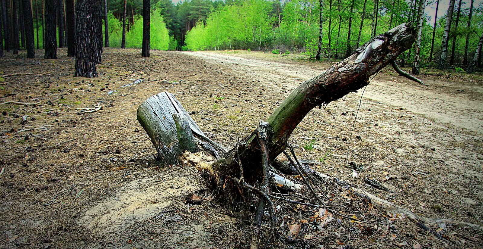 Canon EOS 50D sample photo. Forest, dry bitches, trunk photography