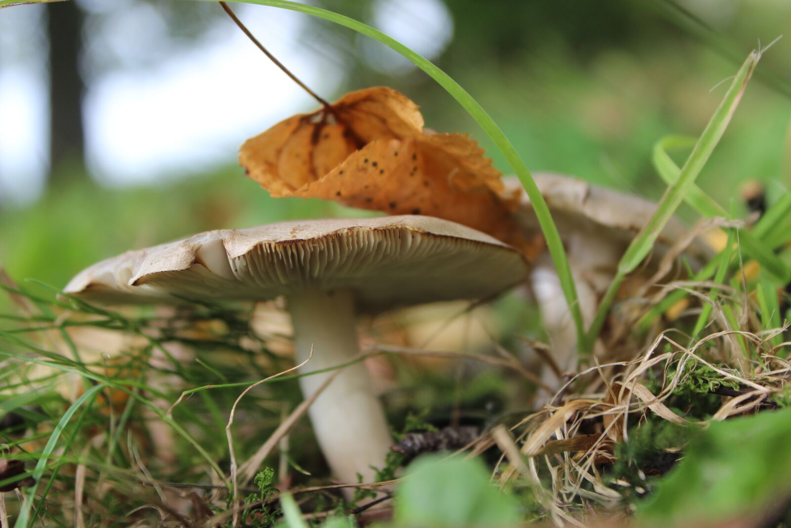 Canon EOS 600D (Rebel EOS T3i / EOS Kiss X5) sample photo. Mushroom, leaf, nature photography