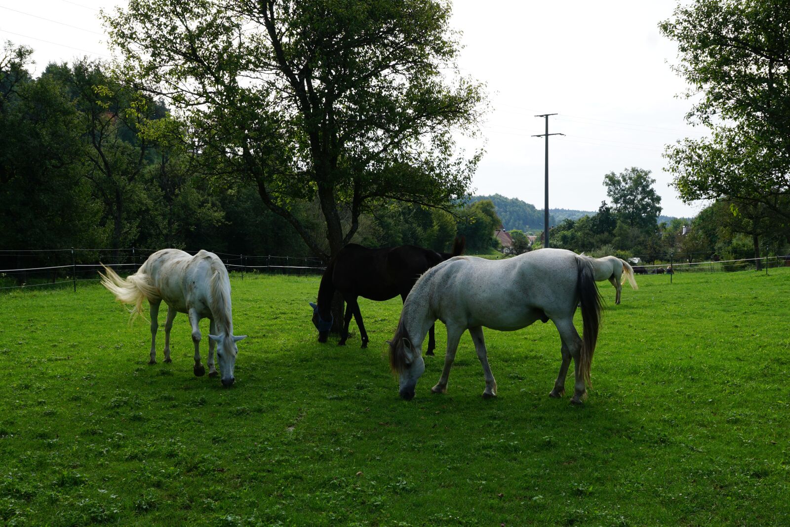Sony ILCA-77M2 + Sony DT 16-50mm F2.8 SSM sample photo. Horse, pasture, summer photography