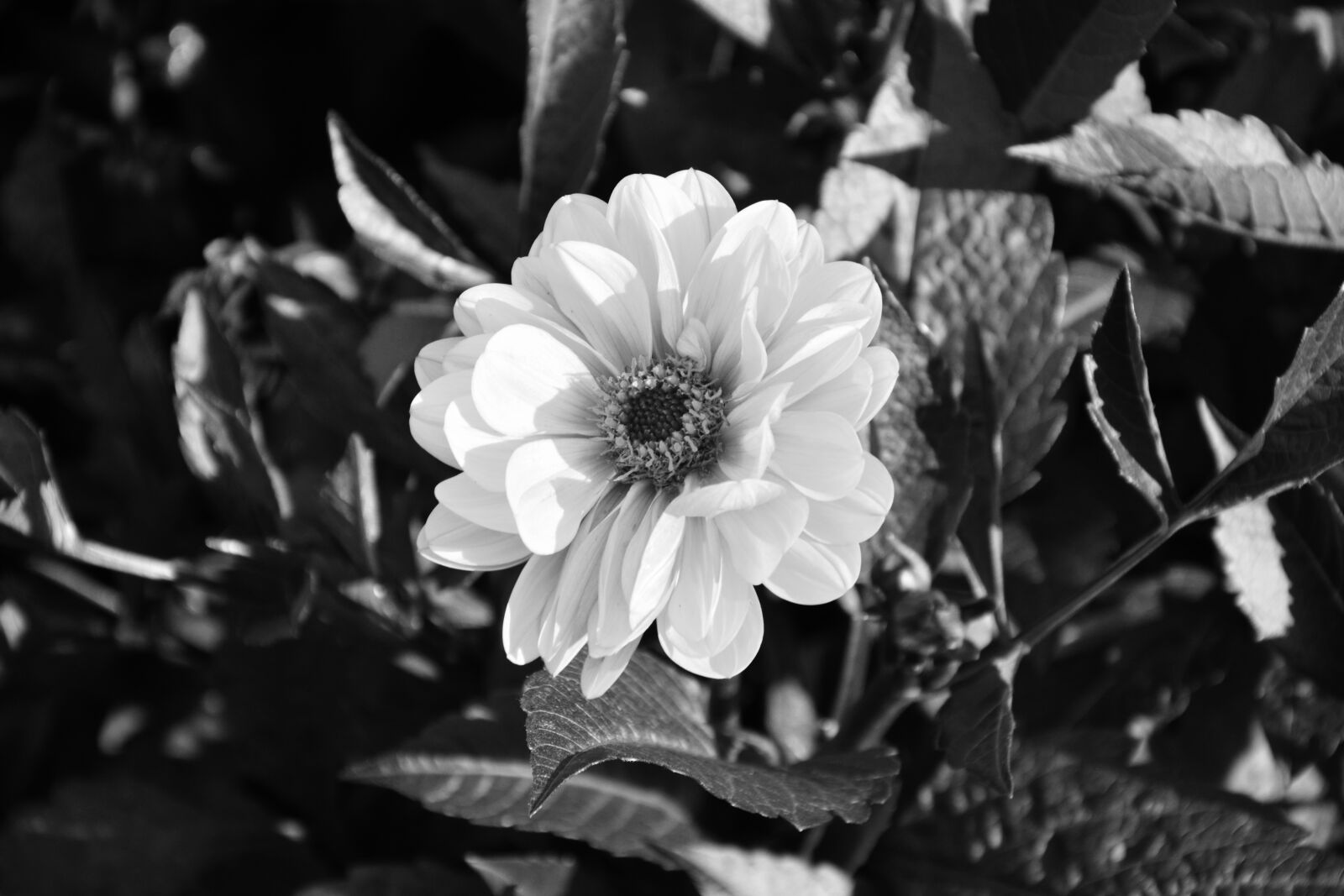 Nikon D5200 sample photo. Flower, photo black white photography