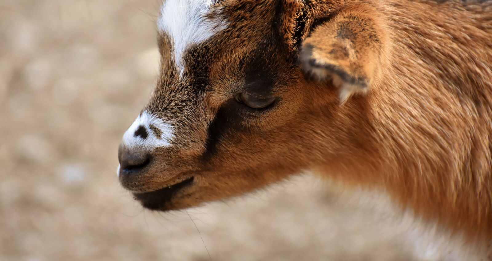 Nikon D7200 sample photo. Goat, young animals, playful photography