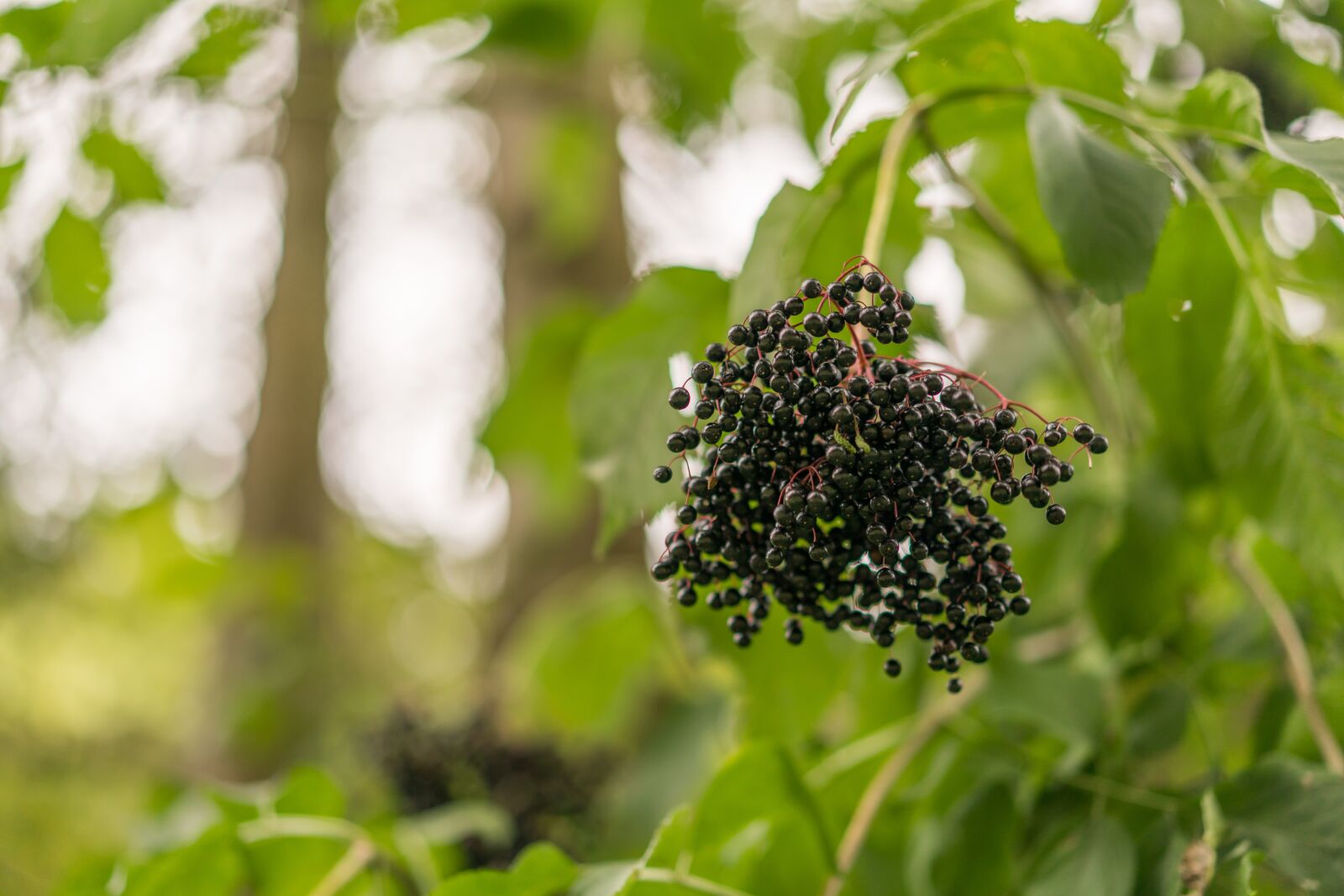 Sony a7R II + Sony Sonnar T* FE 55mm F1.8 ZA sample photo. Berries, fruits of the photography