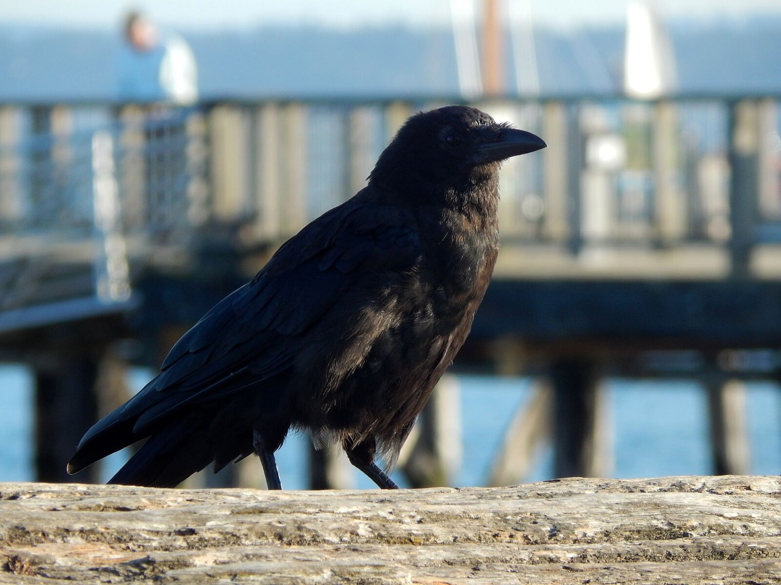 Nikon Coolpix L820 sample photo. Crow, sea, beach photography